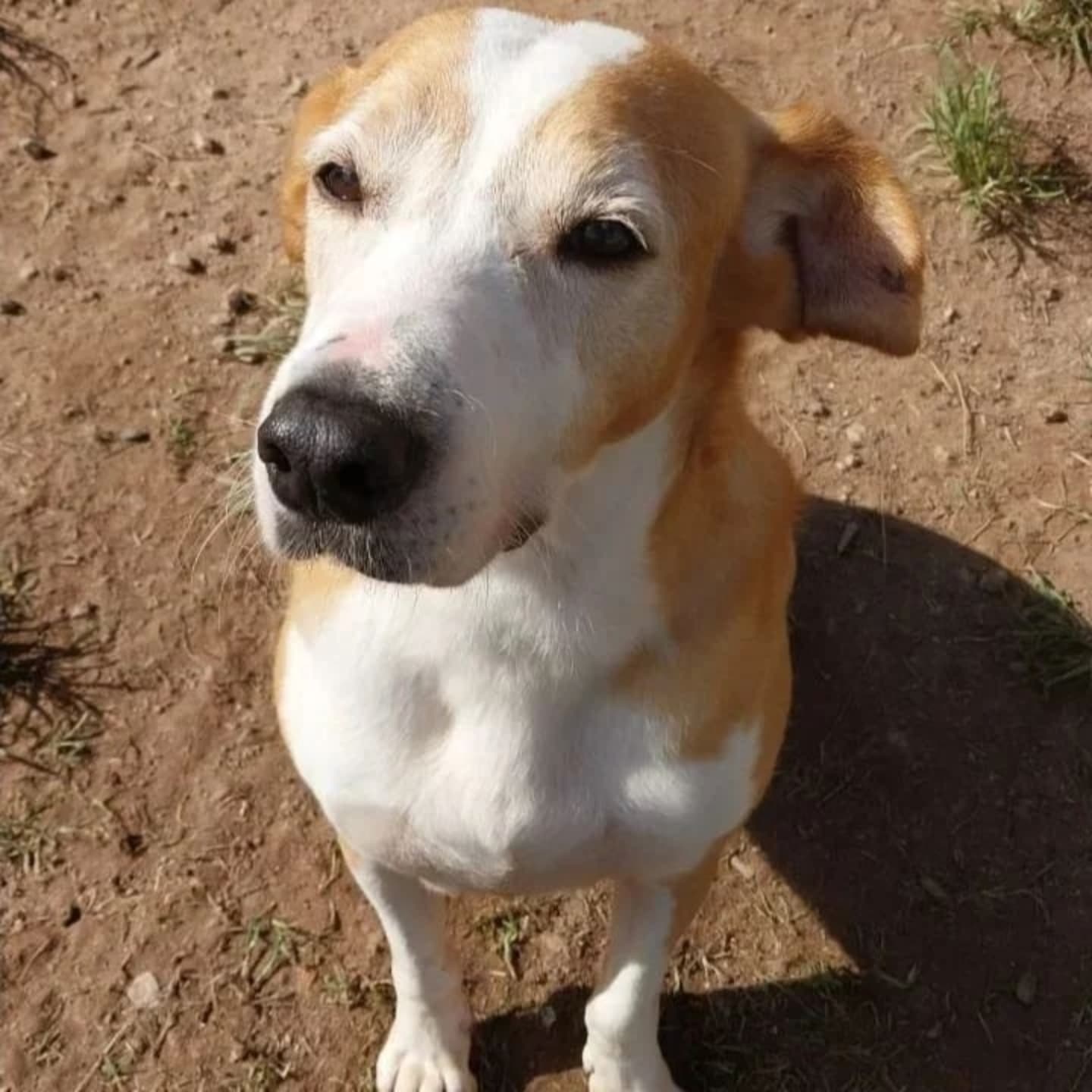 Foto do Marley